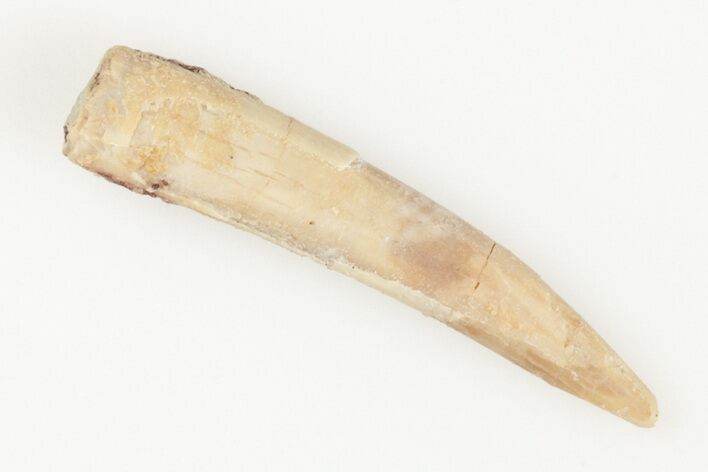 1.2" Fossil Pterosaur (Siroccopteryx) Tooth - Morocco